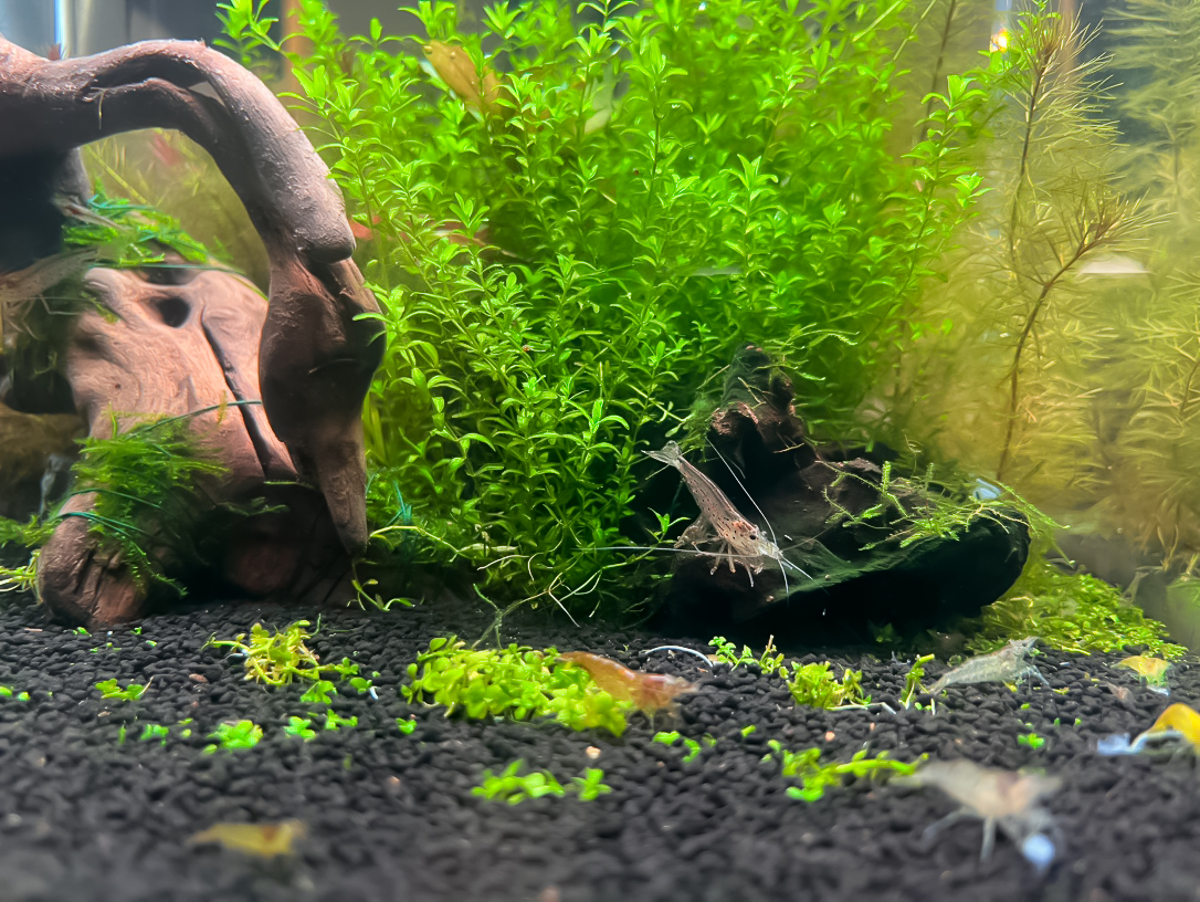 水草レイアウトとヤマトヌマエビ